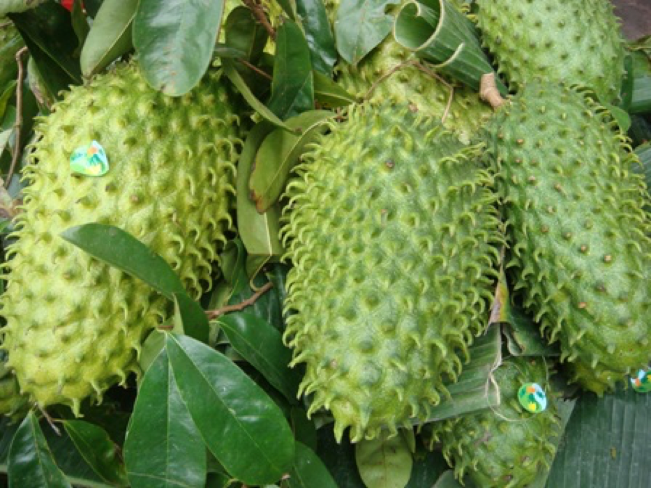 mang cau xiem giup tieu diet te bao ung thu hinh 1