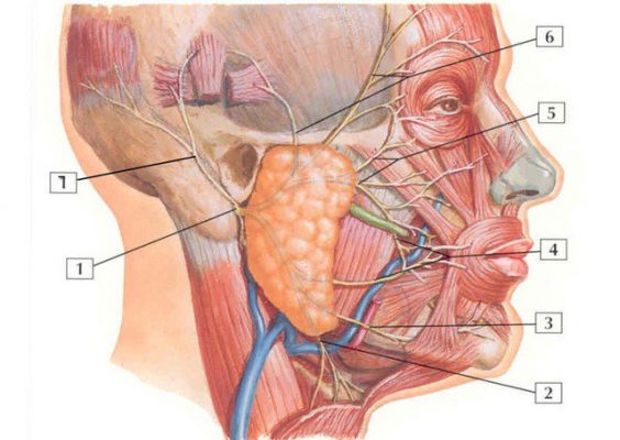 Triệu chứng ung thư tuyến nước bọt 4
